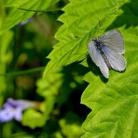бабочки, снятые 7 мая 8 :: Александр Прокудин бабочки, снятые 7 мая 8 :: Александр Прокудин