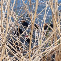 Лысухи :: Сапсан 