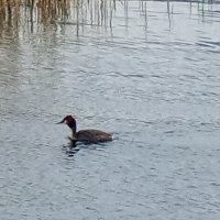 Чомга :: Сапсан 