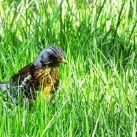 Дрозд на охоте за червями :: Милешкин Владимир Алексеевич 