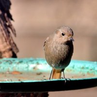 Горихвостка чернушка, певчая птичка в моём саду. :: Восковых Анна Васильевна 