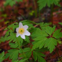 Лето приди-) :: Магомед .