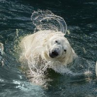 Белый :: SanSan 