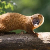 Колонок :: SanSan 