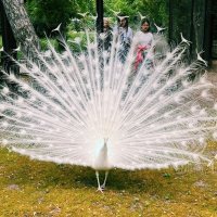 Павлин,мавлин... :: Георгиевич Павлин,мавлин... :: Георгиевич