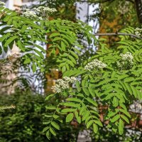 Цветёт рябина :: Валерий Иванович