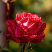 Роза :: Игорь Сикорский