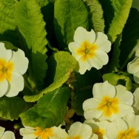 Солнечная примула :: Татьяна Лютаева