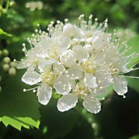 Cпирея :: Елена Семигина Cпирея :: Елена Семигина