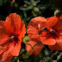 *** :: Надежда Куркина *** :: Надежда Куркина