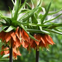 Весна в Ботаническом... :: Наташа ***** Весна в Ботаническом... :: Наташа *****