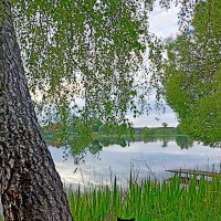 Любуясь природой, хвостатый про рыбу на время забыл.... :: Vladimir Semenchukov
