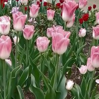 *** :: Валентина Береснева