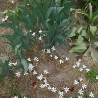 *** :: Валентина Береснева