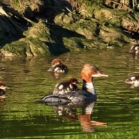 хорошо сижу далеко плыву :: vladimir 