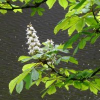 Цветет Каштан :: Рита Симонова