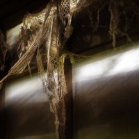 Дикий креатив :: sorovey Sol