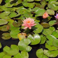 " :: Светлана Хращевская " :: Светлана Хращевская