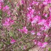 Кипрей :: Светлана Хращевская Кипрей :: Светлана Хращевская