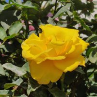 Жёлтая роза :: Светлана Хращевская