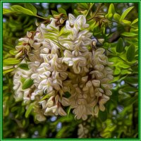 Акация :: Анатолий Чикчирный