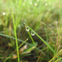 По росе :: Anna Ivanova