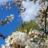 Цветение :: Вера (makivera)