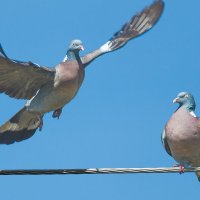 А вот и я :: Георгий Кулаковский