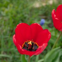 Тюльпаны. :: Светлана Мишенёва Тюльпаны. :: Светлана Мишенёва