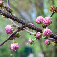 Миндаль расцветает. :: Alexandr Gunin