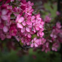 Розовенькое, в цветочках) :: Nyusha .