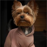 Тофик. :: leff Postnov