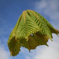 Панамка :: Наталья Герасимова