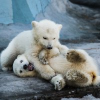 Белый :: SanSan 