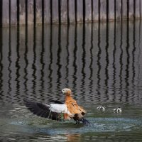 утиная история :: Michel 