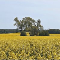 Рапсовое поле. :: Валерия Комова