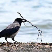 Ворона :: Светлана 