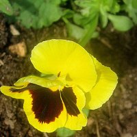 Анютины глазки :: Елена Семигина