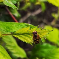 **** :: Алексей Архипов