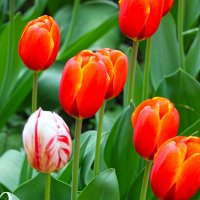 Чужой среди чужих :: Светлана 