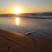 Золотой закат :: Светлана Хращевская