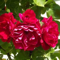 Розы :: Freddy 97