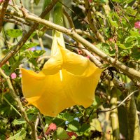 Бругмансия :: Oleg4618 Шутченко