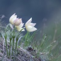 На краю скалы :: Марина Фомина.