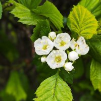 **** :: Алексей Архипов