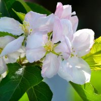 Пригревает солнышко яблоньку... :: Надежда Куркина 