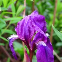 Цветок ириса :: Андрей Снегерёв