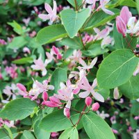 Жимолость :: Валерий Судачок