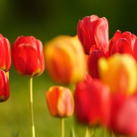 **** :: Иван Литвинов