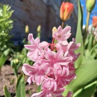 Гиацинт :: Сапсан 